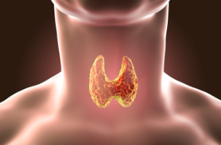 Thyroid / Parathyroid
