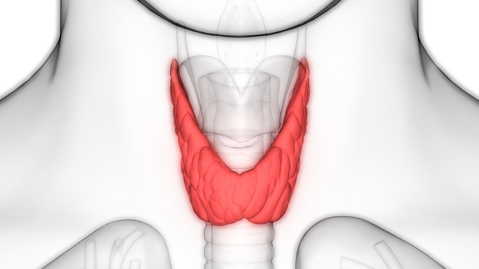 Щитовидная железа и желчный пузырь. Щитовидная железа анатомия человека. Анатомия щитовидной железы атлас. Щитовидный хрящ анатомия.